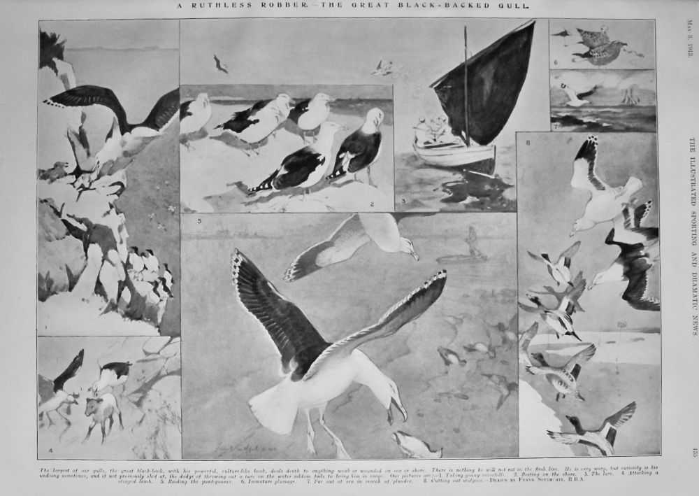 A Ruthless Robber.-  The Great Black-Backed Gull. 1913.