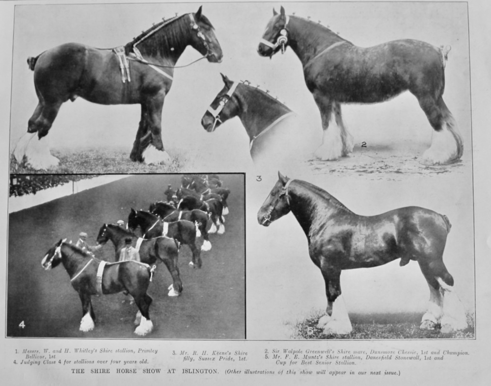 The Shire Horse Show at Islington.  1913.