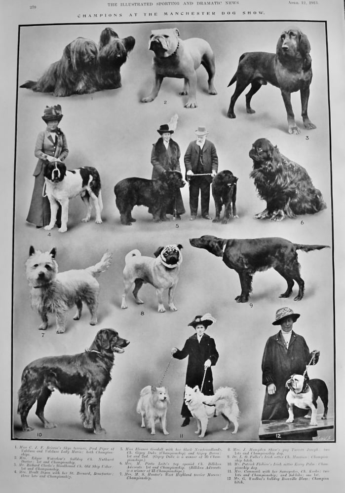 Champions at the Manchester Dog Show.  1913.