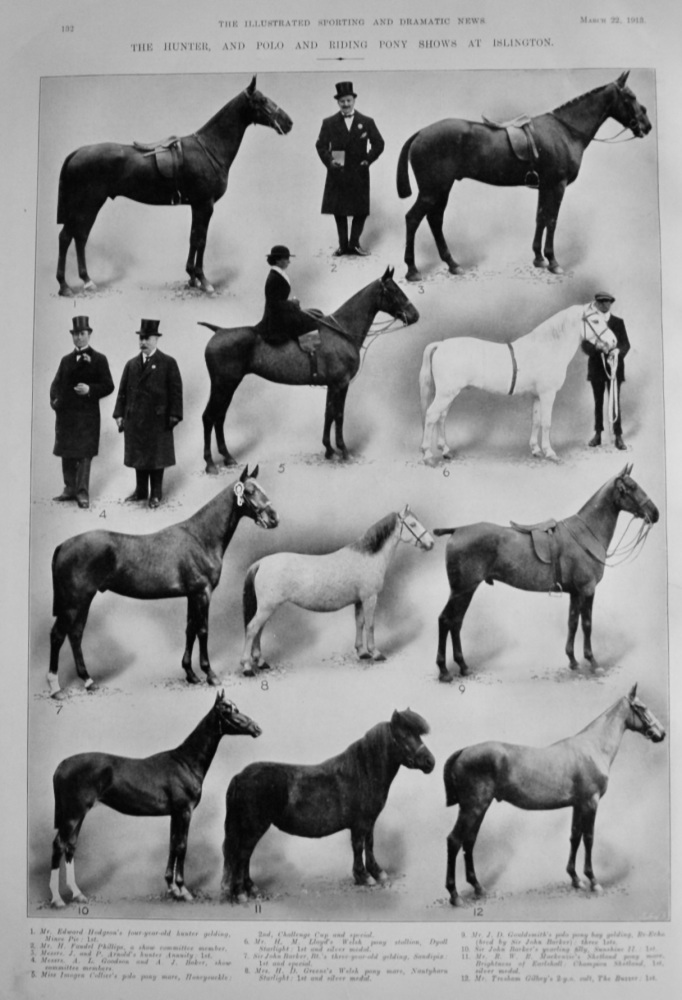 The Hunter, and Polo and Riding Pony Shows at Islington.  1913.