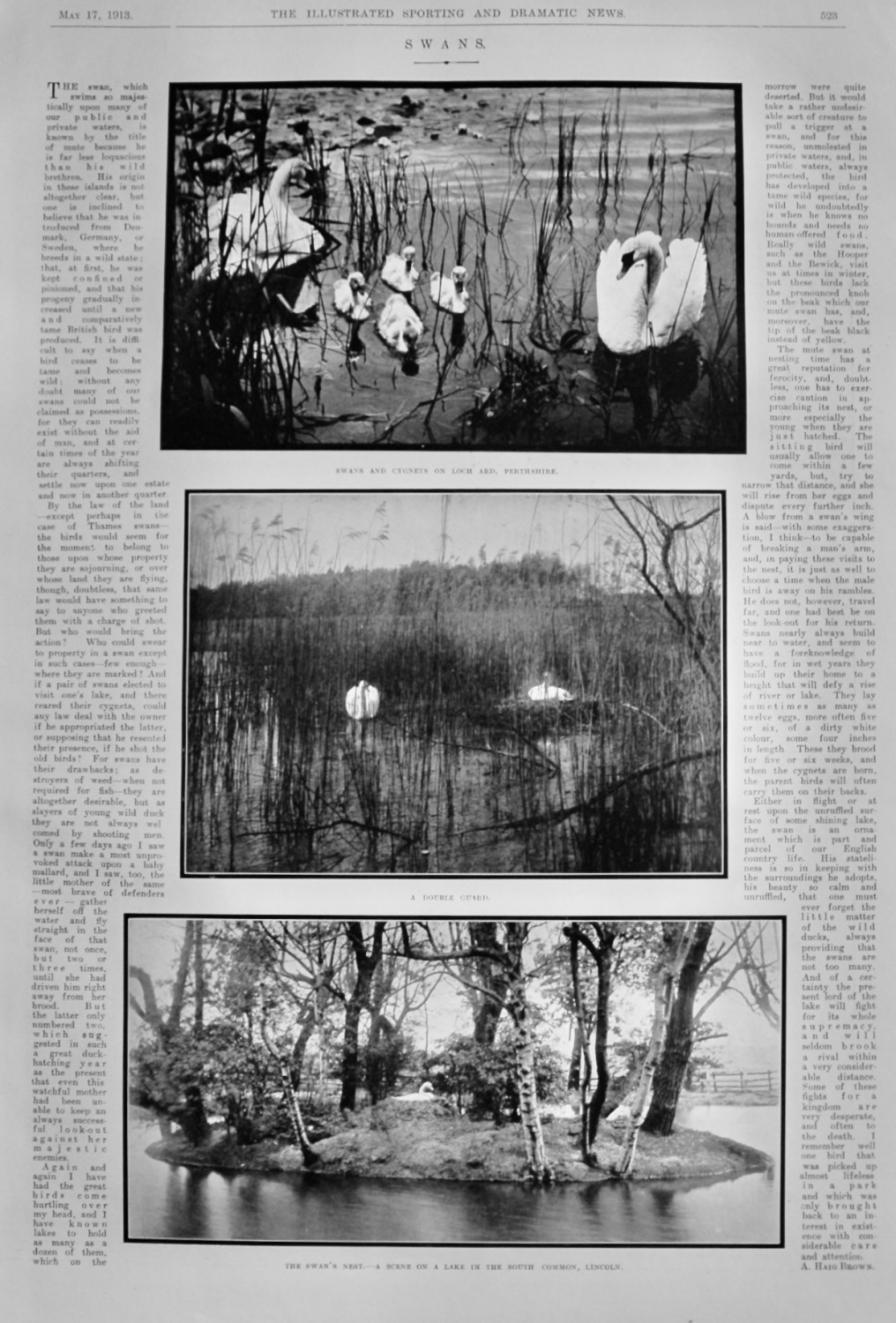 Swans.  Written by A. Haig Brown.  1913.