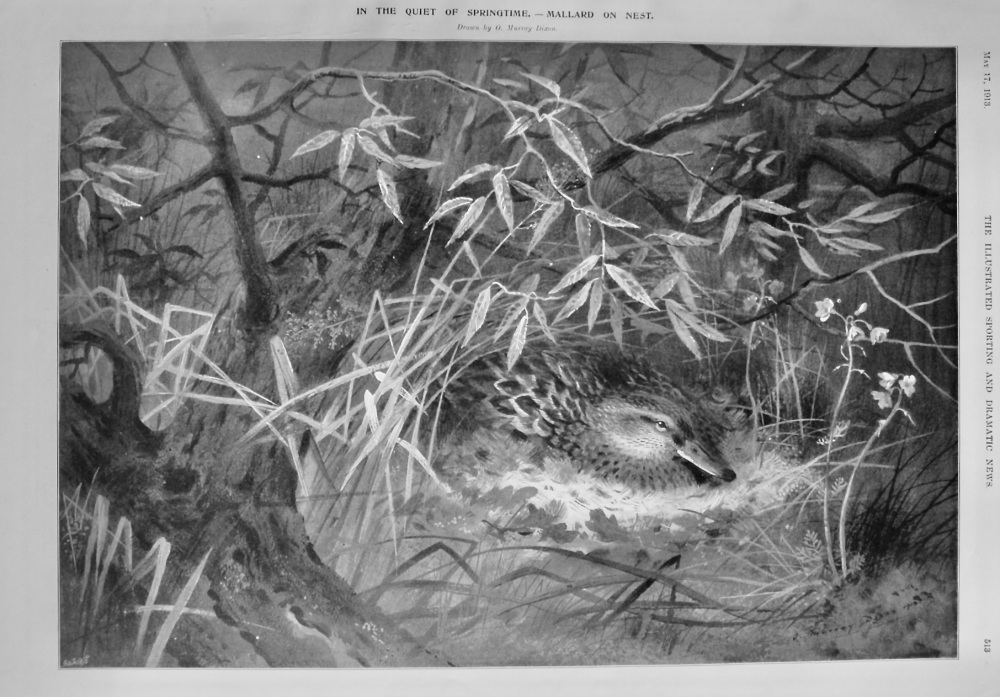In the Quiet of Springtime.-  Mallard on Nest.  1913.