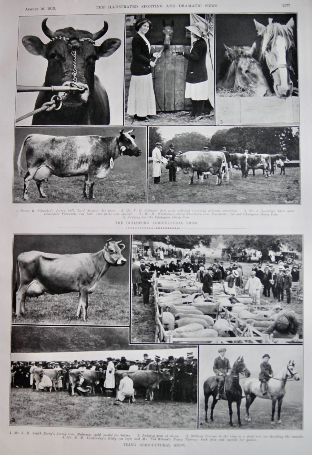 The Guildford Agricultural Show.    &   The Tring Agricultural Show.  1913.