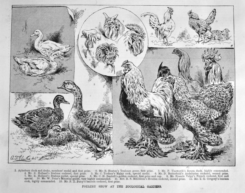 Poultry Show at the Zoological Gardens.  1889.