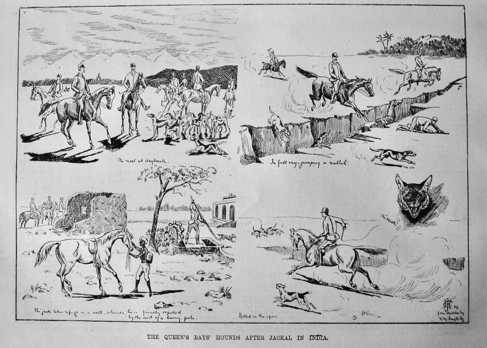 The Queen's Bays' Hounds after Jackal in India.  1889.