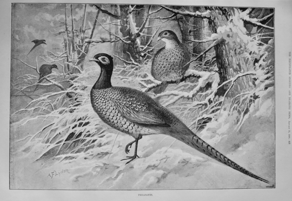Pheasants.  1890.