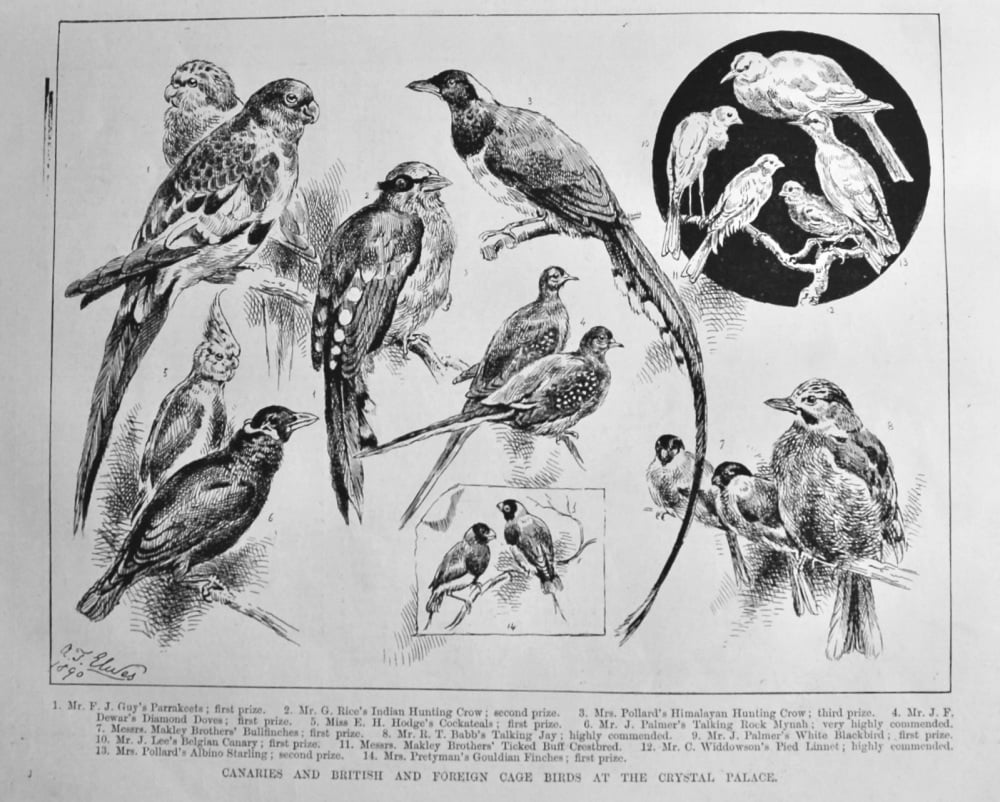 Canaries and British and Foreign Cage Birds at the Crystal Palace.  1890.