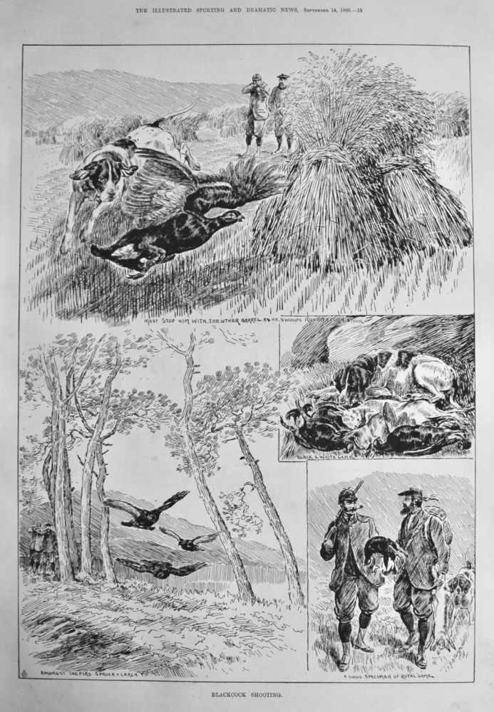 Blackcock Shooting.  1889.