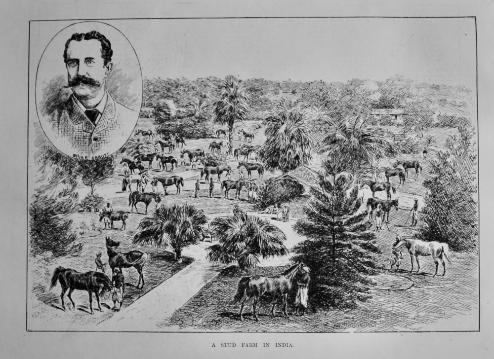 A Stud Farm in India.  1889.