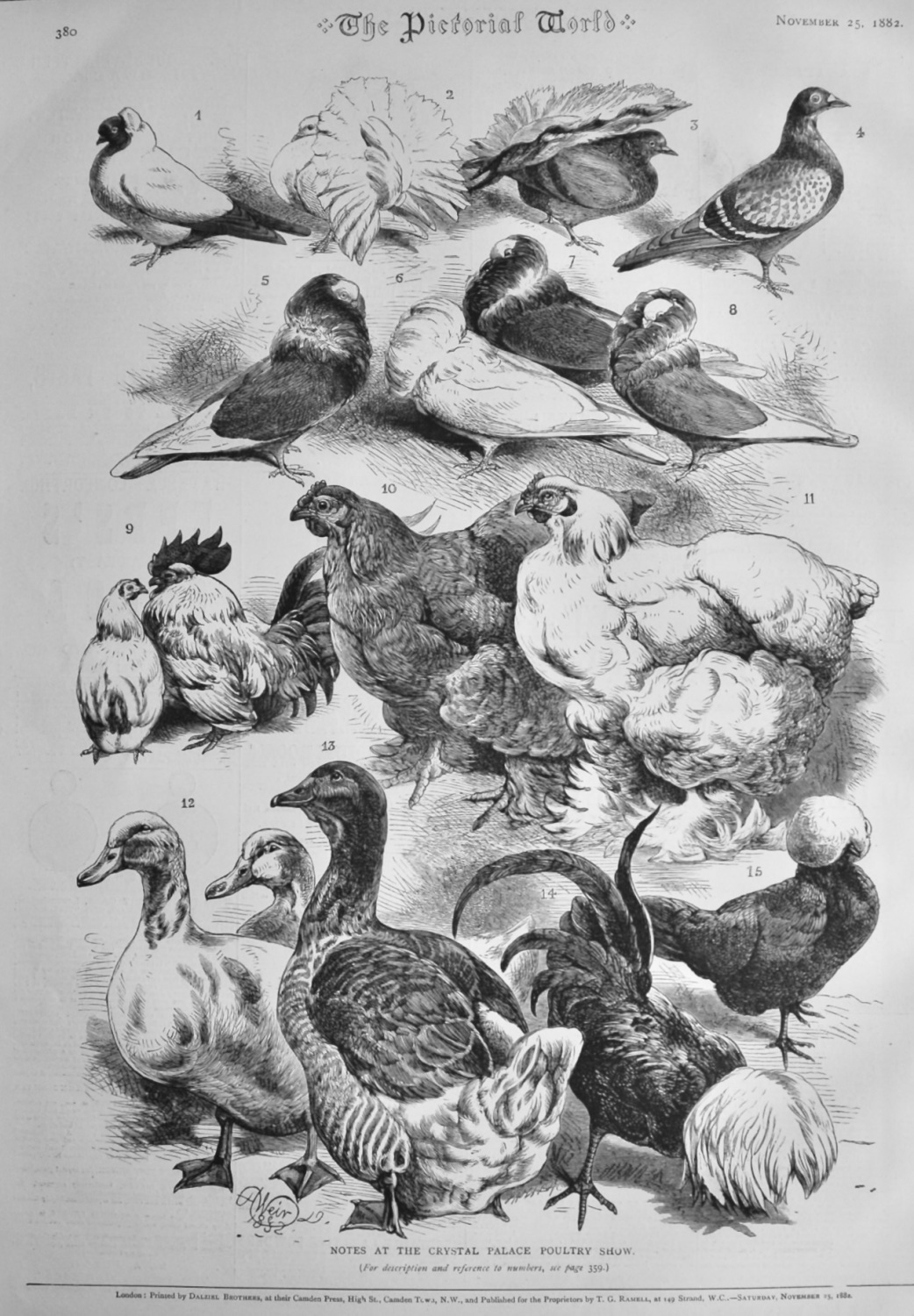 Notes at the Crystal Palace Poultry Show.  1882.
