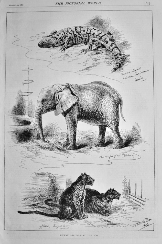 Recent Arrivals at the Zoo.  1882.