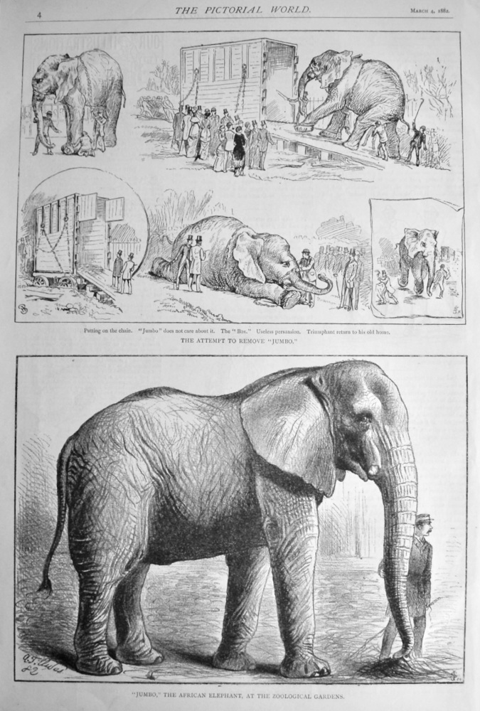 "Jumbo," the African Elephant, at the Zoological Gardens.  1882.