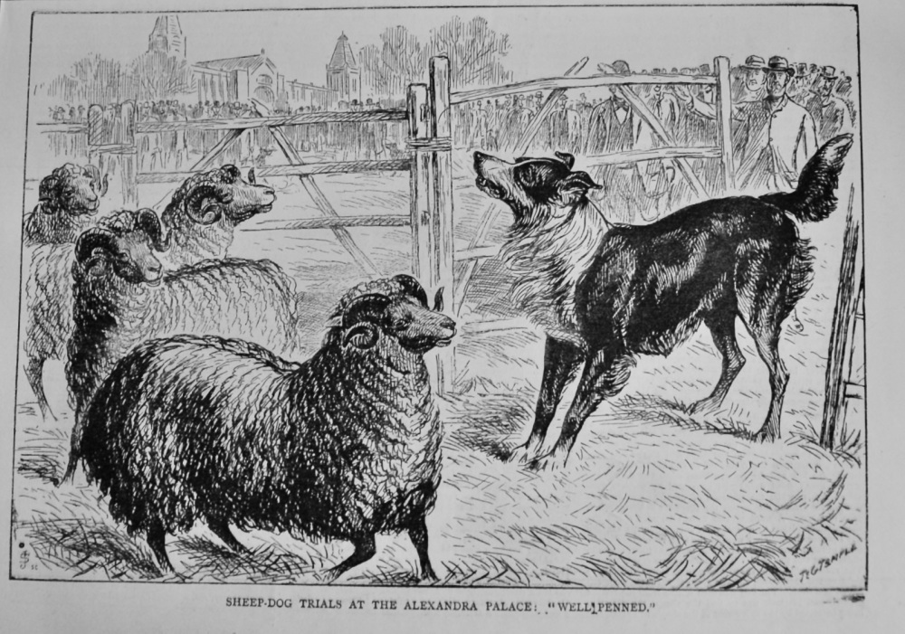Sheep-Dog Trials at the Alexandra Palace :  "Well Penned."  1882.