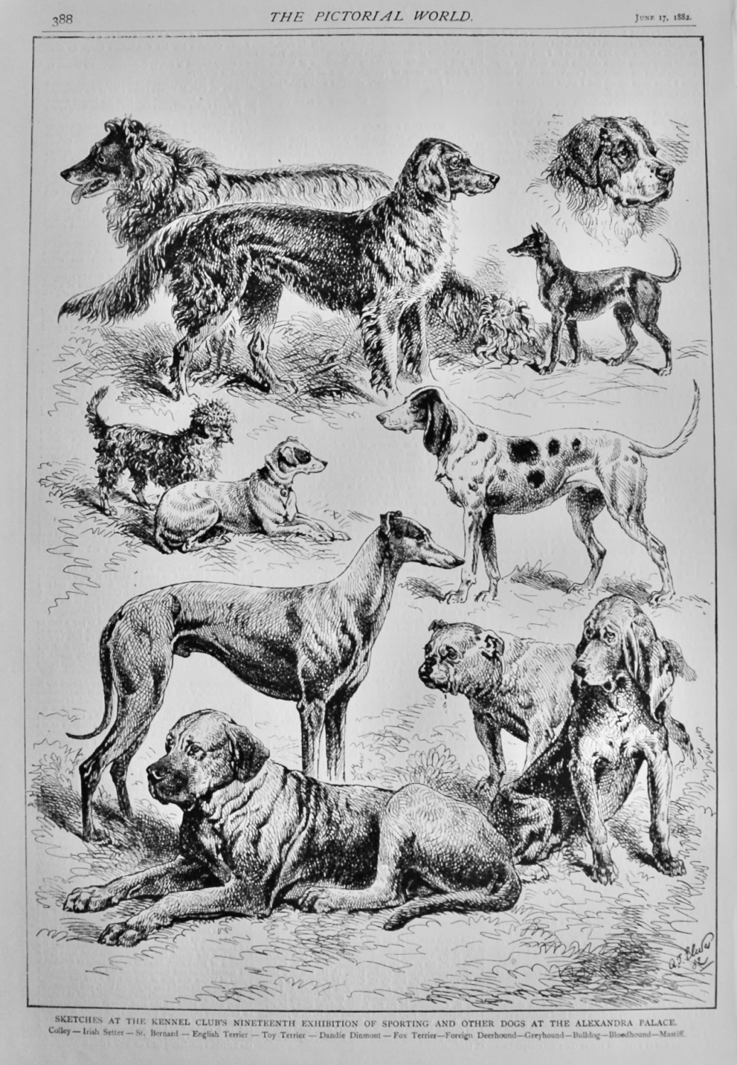 Sketches at the Kennel Club's Nineteenth Exhibition of Sporting snd Other D