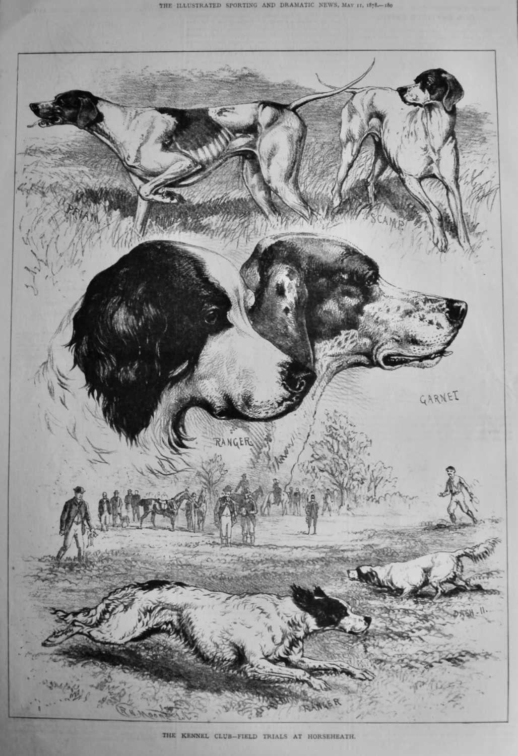 The Kennel Club - Field Trials at Horseheath. 1878.