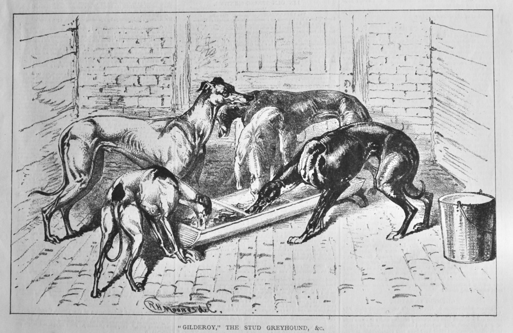 "Gilderoy," the Stud Greyhound, & c.  1878.