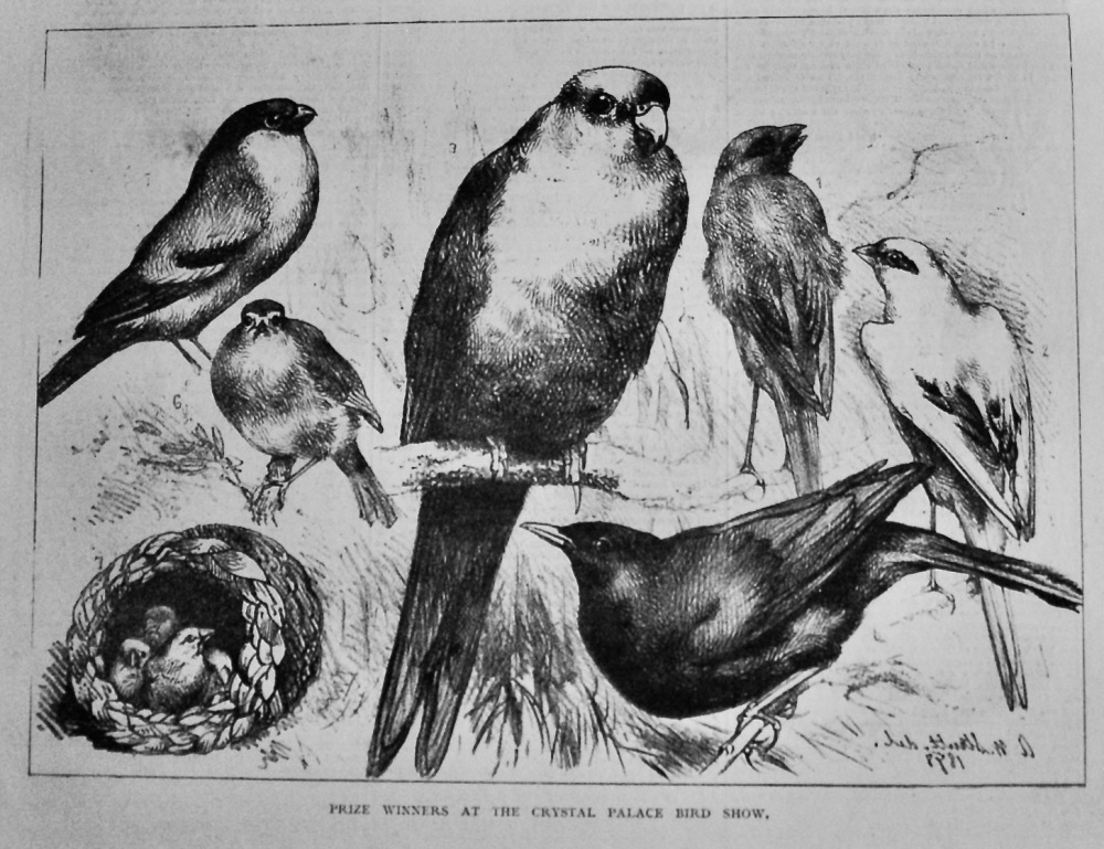 Prize Winners at the Crystal Palace Bird Show.  1878.