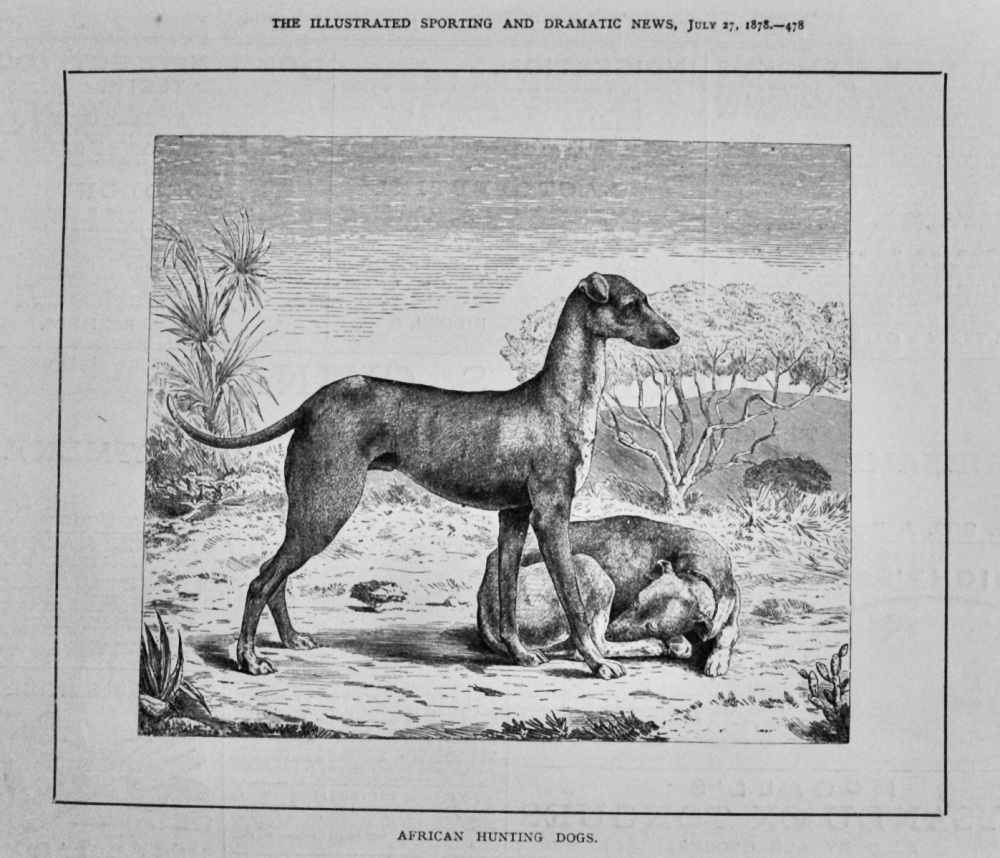 African Hunting Dogs.  1878.