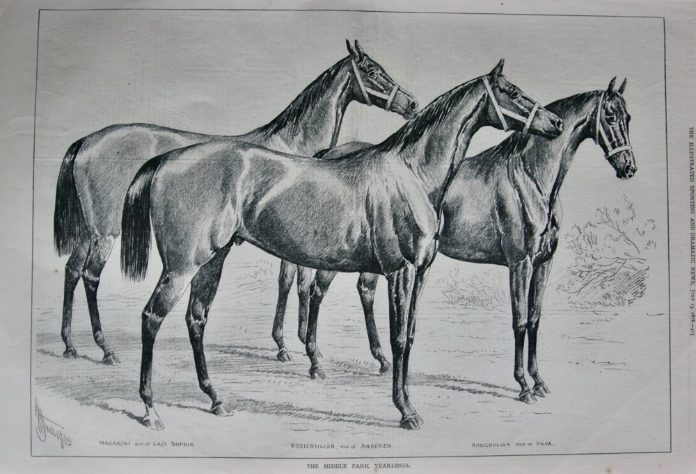 The Middle Park Yearlings.  1878.