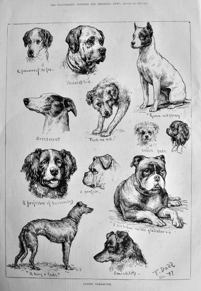 Canine Character.  1878.