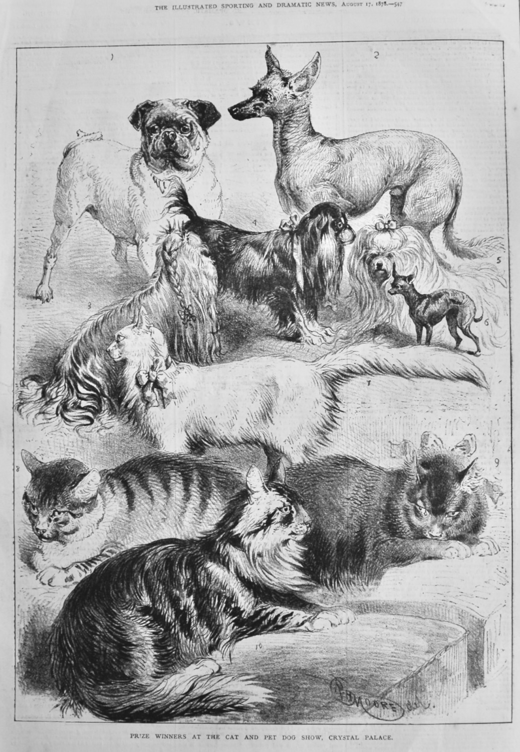 Prize Winners at the Cat and Pet Dog Show, Crystal Palace.  1878