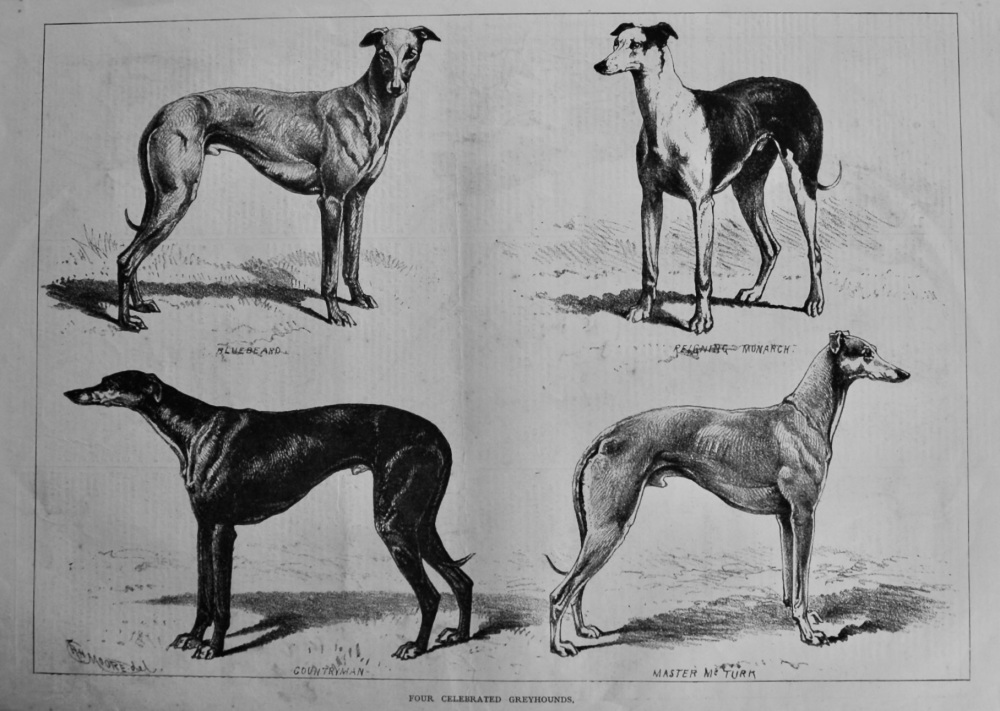 Four Celebrated Greyhounds. 1878.