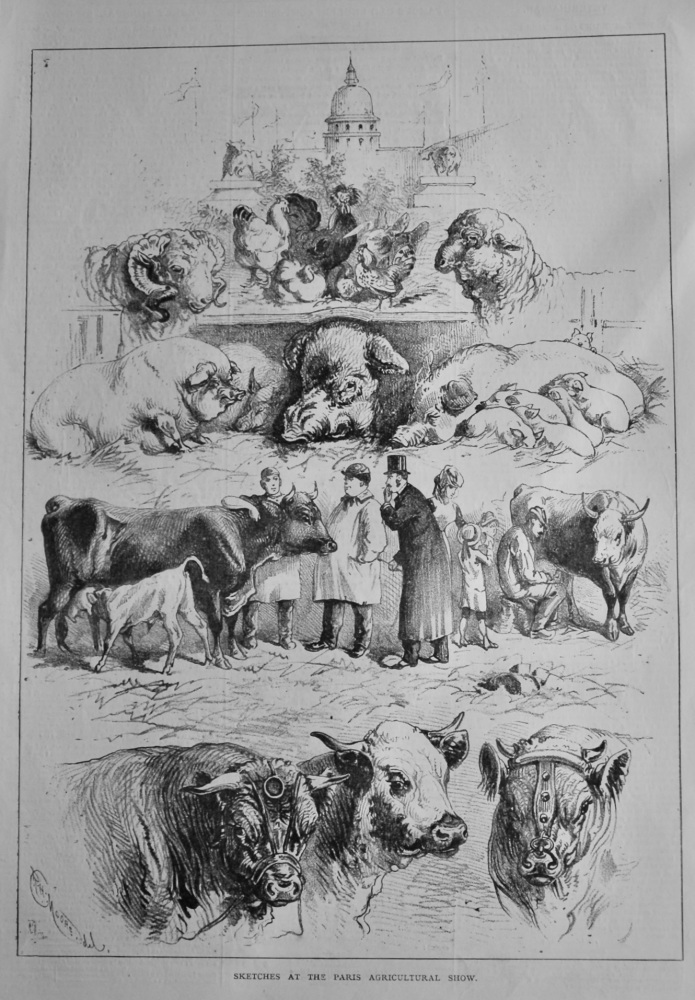 Sketches at the Paris Agricultural Show.  1878.
