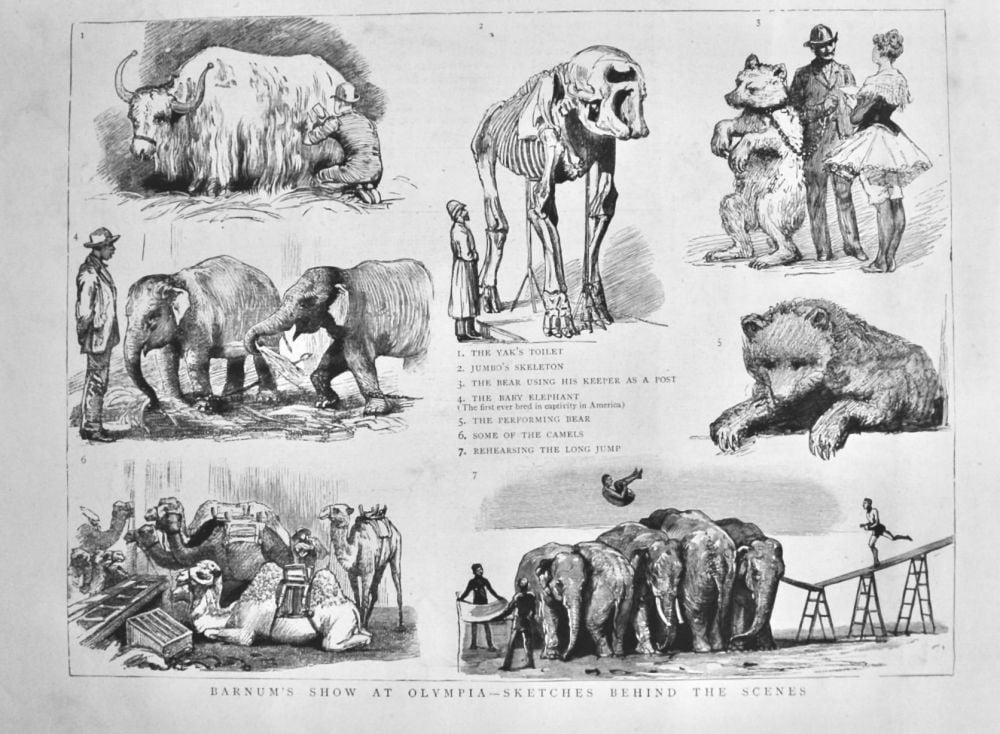 Barnum's Show at Olympia - Sketches behind the Scenes.  1889.