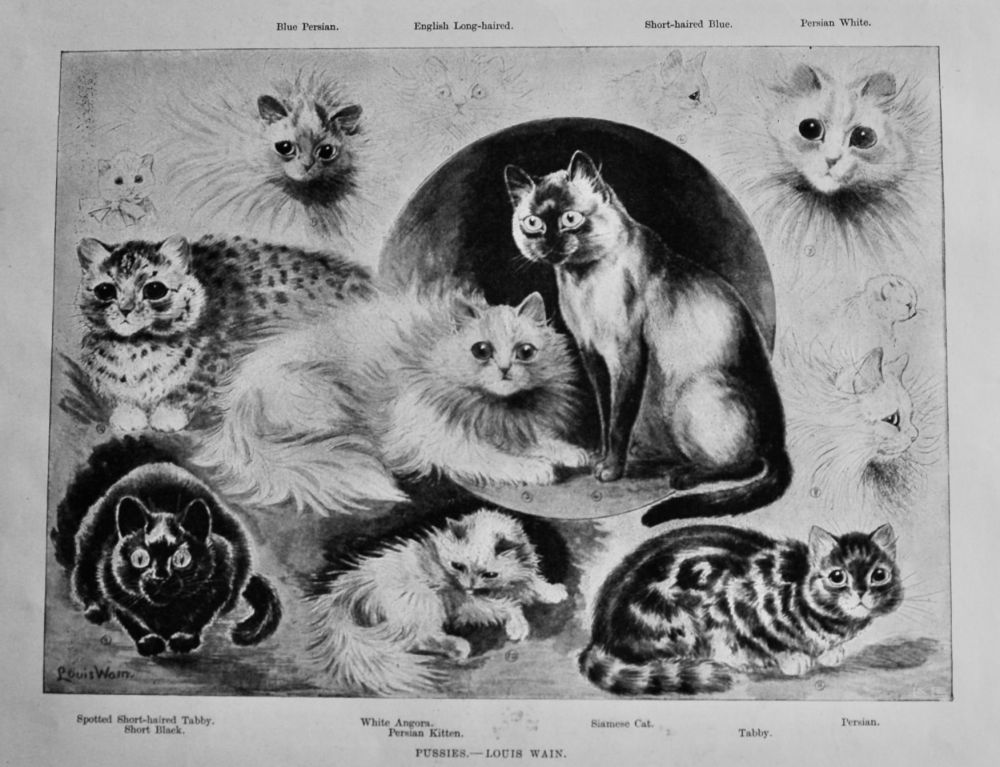 Pussies. 1895.