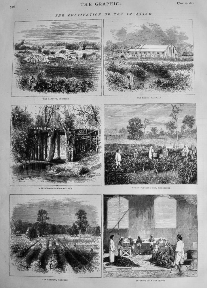 The Cultivation of Tea in Assam.  1875.