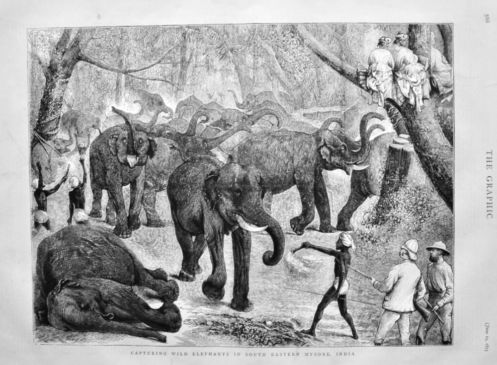Capturing Wild Elephants in South Eastern Mysore, India.  1875.