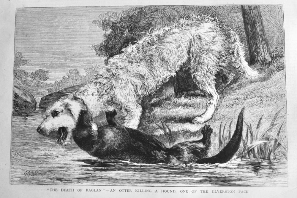 "The Death of Raglan"- An Otter Killing a Hound, one of the Ulverston Pack.  1875.
