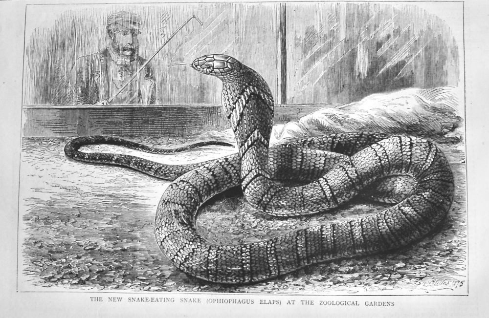 The New Snake-Eating Snake (Ophiophagus Elaps)  at the Zoological Gardens.  1875.
