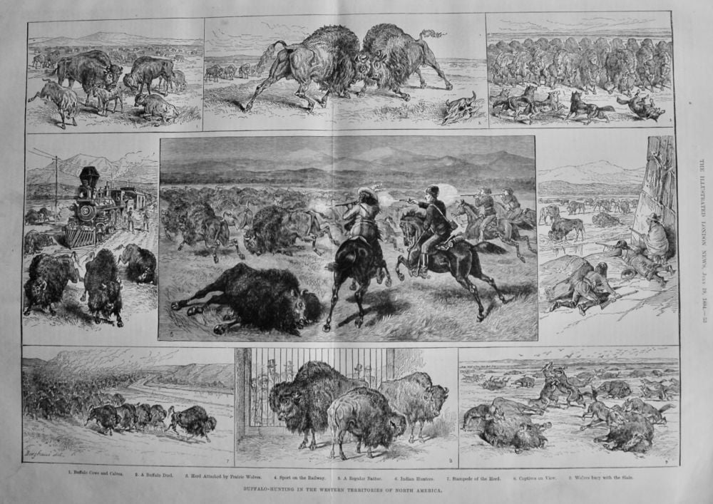 Buffalo-Hunting in the Western Territories of North America.  1884.