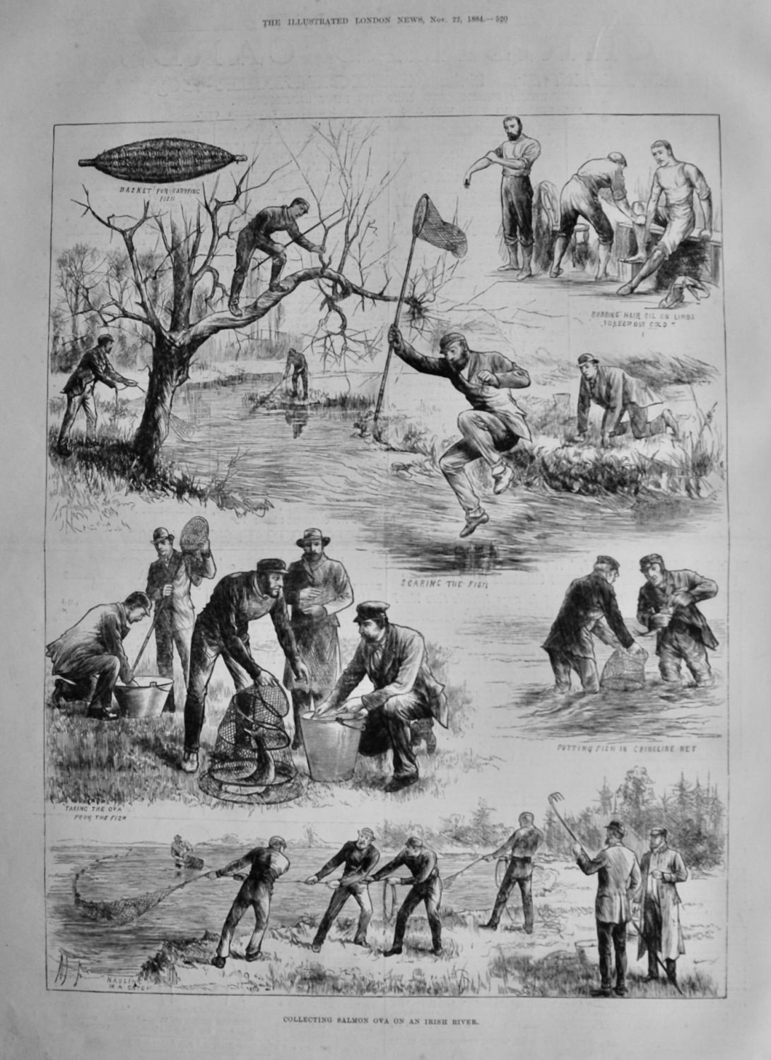 Collecting Salmon Ova on an Irish River.  1884.