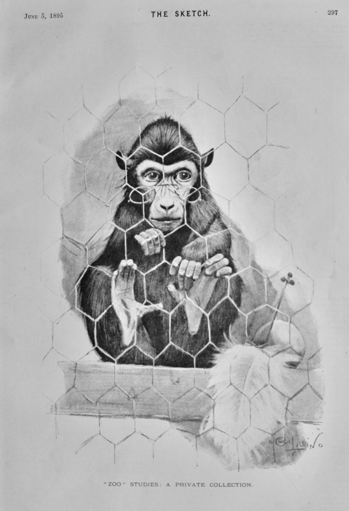 "Zoo"  Studies :  A Private Collection.  1895.