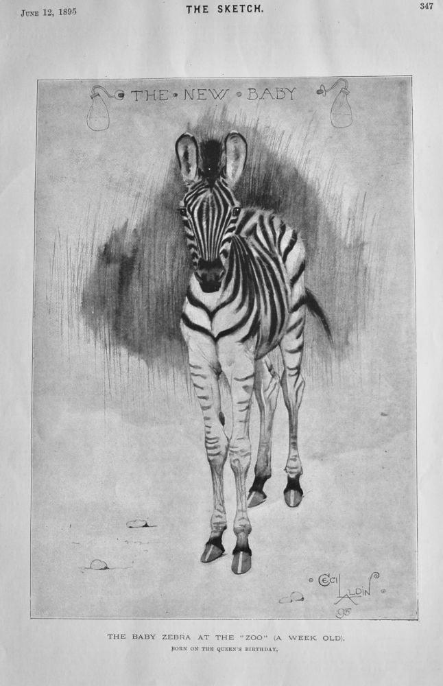 The Baby Zebra at the "Zoo" (A Week Old). Born on the Queen's Birthday).  1895.