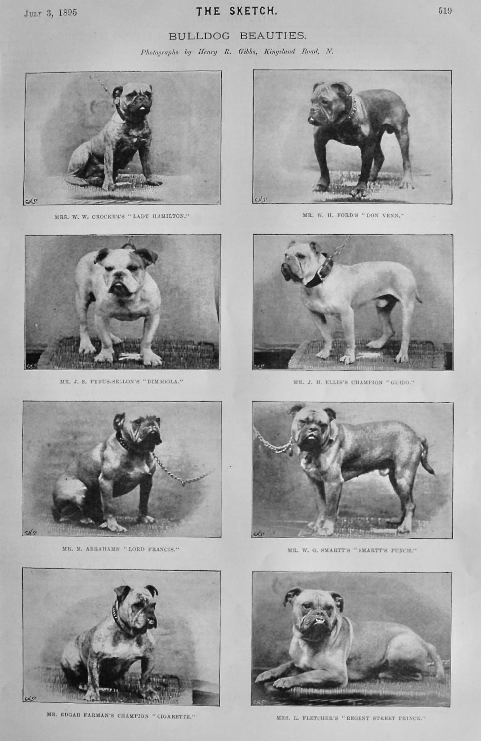 Bulldog Beauties.  1895.