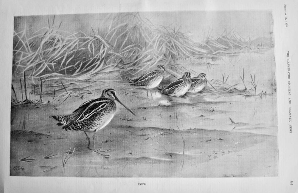 Snipe. 1899.