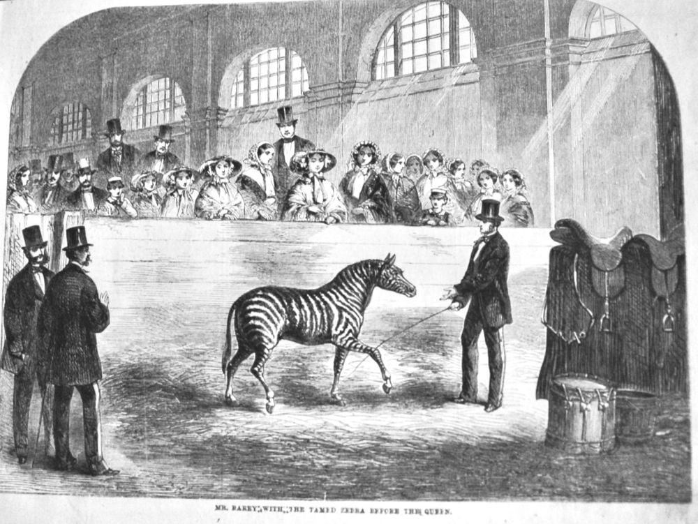 Mr. Rarey ; with ; the Tamed Zebra before the Queen.  1858.