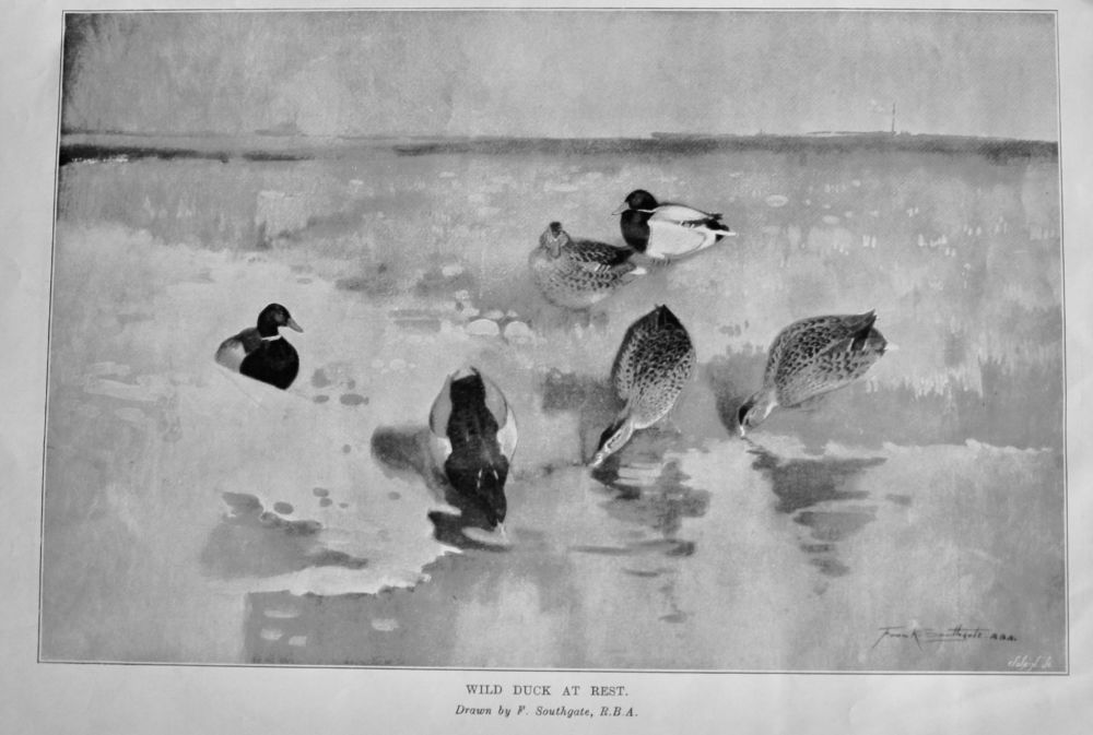 Wild Duck at Rest.  1915.