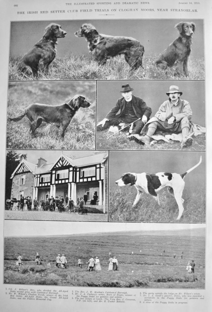 The Irish Red Setter Club Field Trials on Cloghan Moors near Stranorlar.  1915.