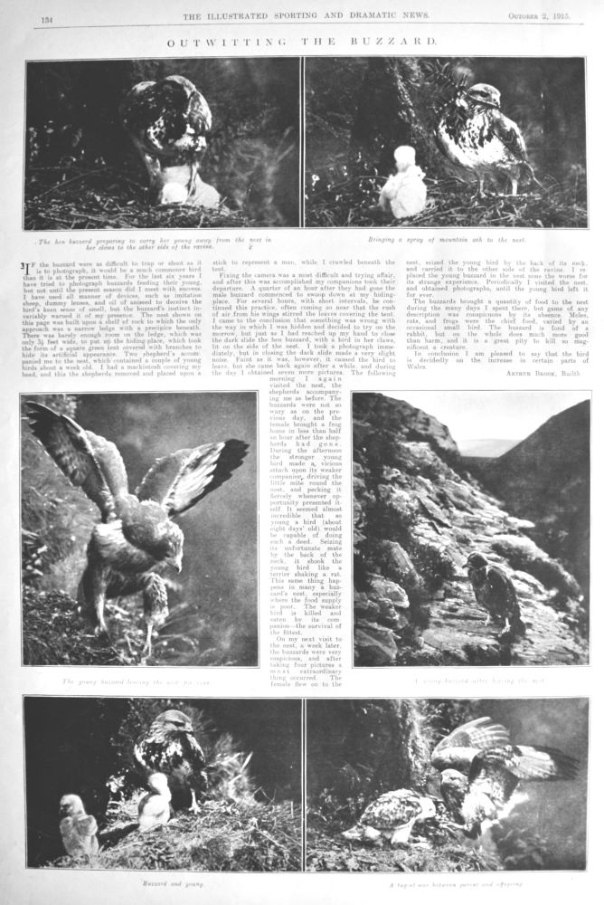 Outwitting the Buzzard.  1915.