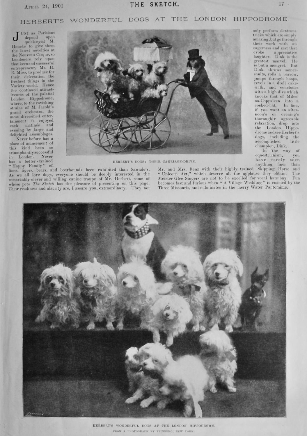 Herbert's Wonderful Dogs at the London Hippodrome.  1901.