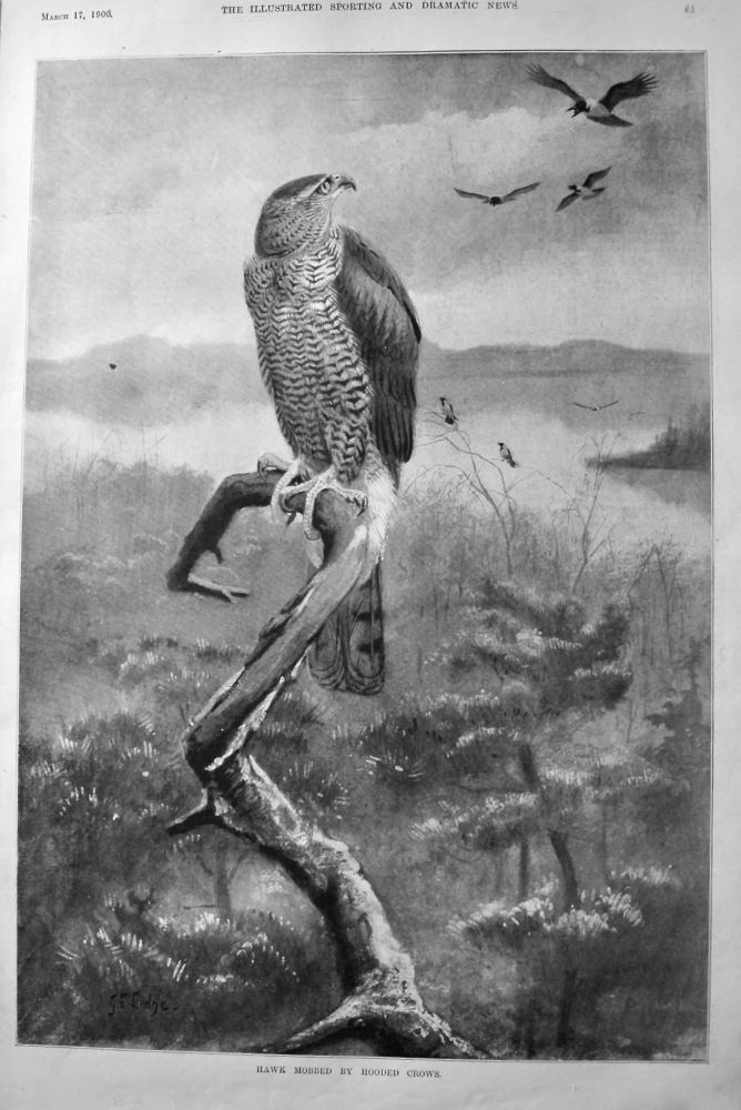 Hawk Mobbed by Hooded Crows.  1900.