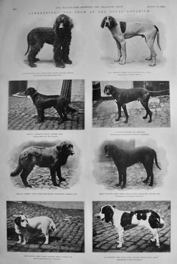 Gamekeepers' Dog Show at the Royal Aquarium.  1900.