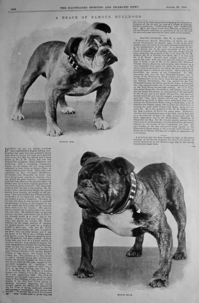 A Brace of Famous Bulldogs.  1900.