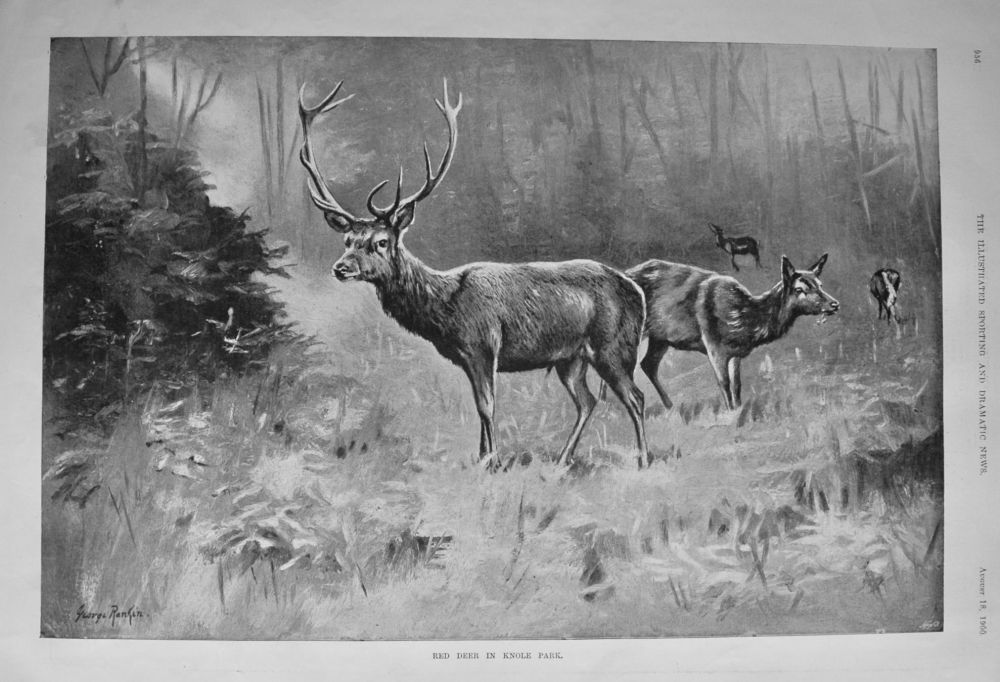 Red Deer in Knole Park.  1900.