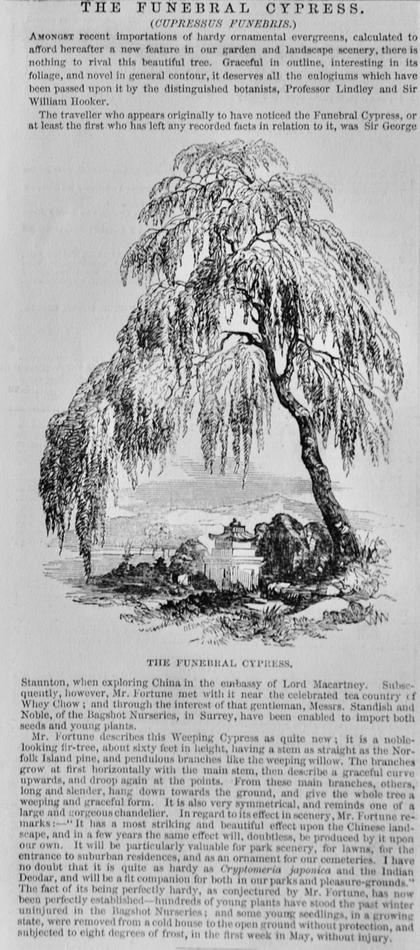 The Funeral Cypress. 1850.