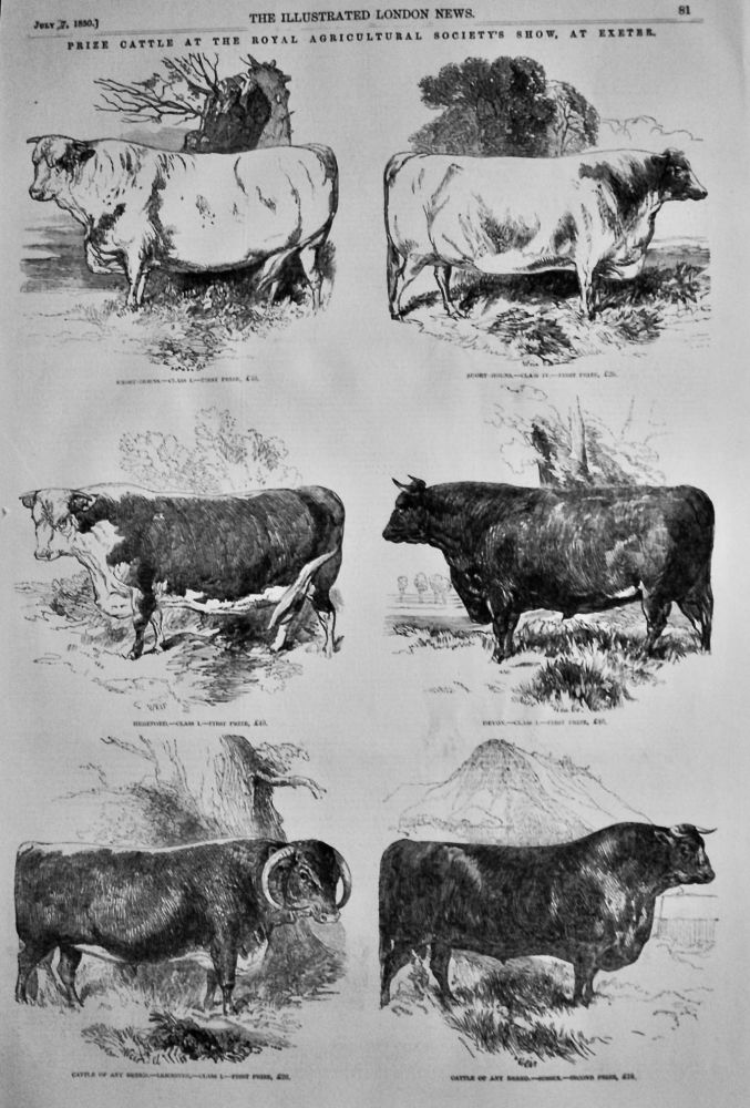 Prize Cattle at the Royal Agricultural Society's Show, at Exeter.  1850.